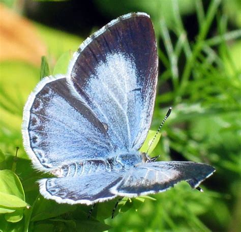 Fjäril blå: Den blå fjärilens fascinerande värld