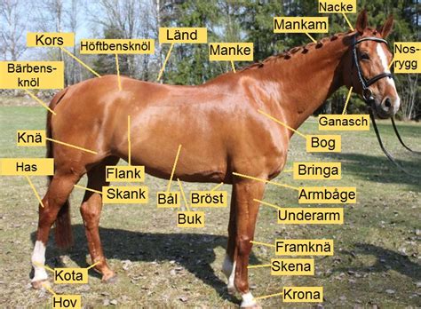 Flanken Häst: En guide till vår trogna följeslagare