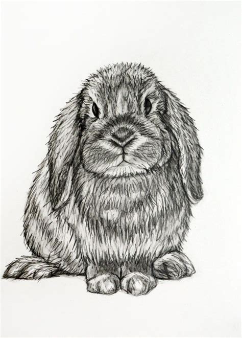 Floppy Eared Bunny Drawing