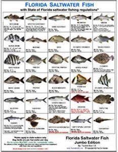Florida Saltwater Fish Chart