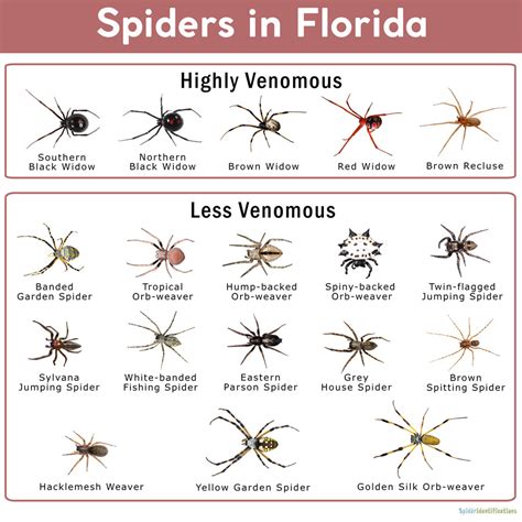 Florida Spiders Identification Chart