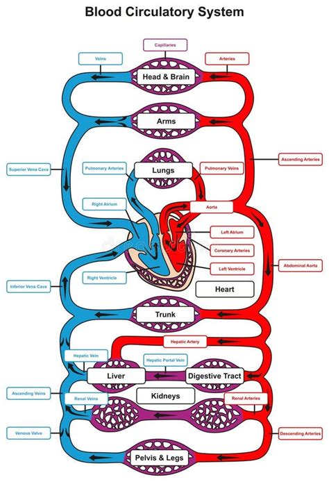 Flow Chart Circulatory System