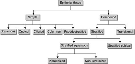 Flow Chart Of Epithelial Tissue