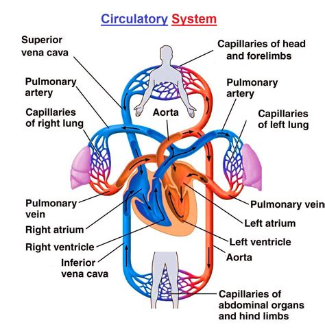 Flow Chart Of The Circulatory System