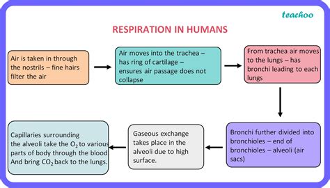 Flow Chart Respiratory System