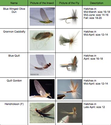 Fly Fishing Fly Identification Chart