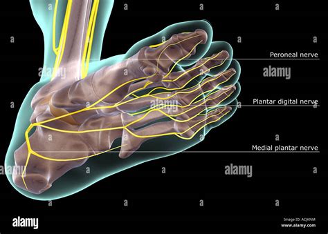 Foot Nerve Chart
