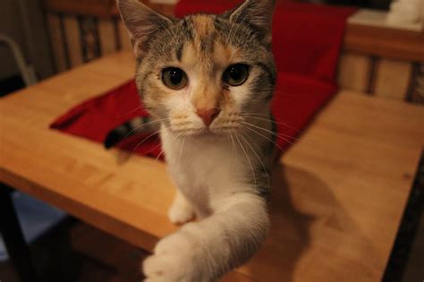 Foster Animal Catalog