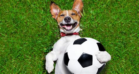 Fotboll till hund - En komplett guide