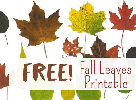 Free Autumn Leaf Printables