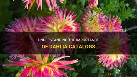 Free Dahlia Catalogs
