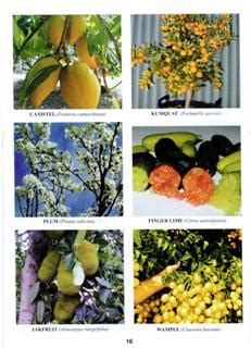 Free Fruit Tree Catalogs