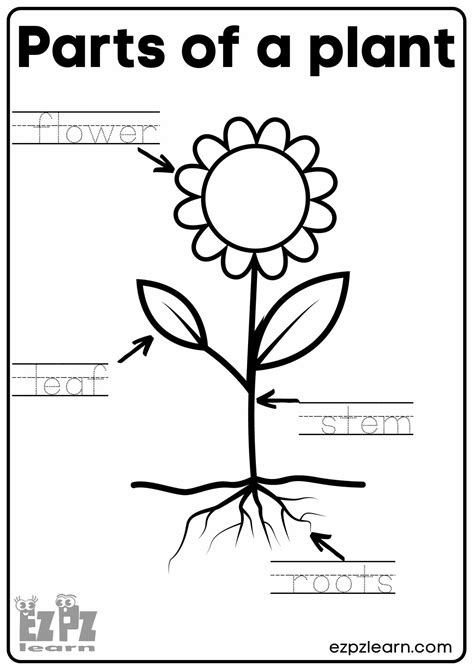 Free Printable Plant Worksheets For Kindergarten