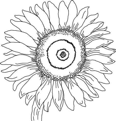 Free Printable Sunflower Coloring Pages