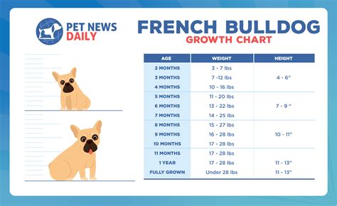 French Bulldog Weight Chart