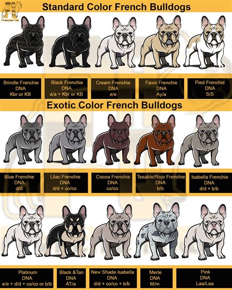 Frenchie Dna Chart