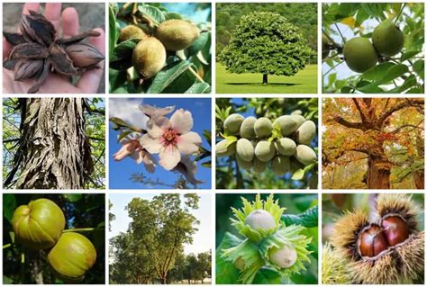 Fruit And Nut Tree Catalogs