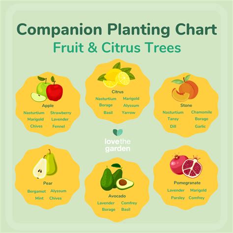 Fruit Tree Companion Planting Chart