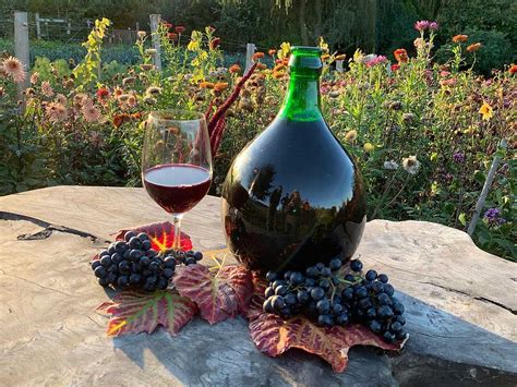 Gör eget vin av vindruvor - En upplevelse för själ och smaklökar