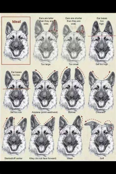 German Shepherd Ear Chart