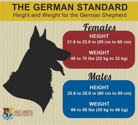 German Shepherd Female Height Chart