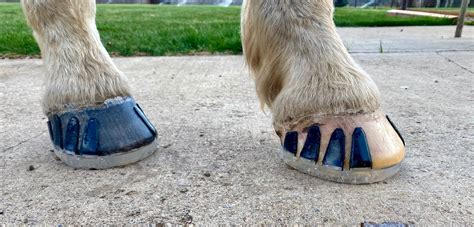 Glue on Shoes for Horses: A Journey of Healing and Endurance