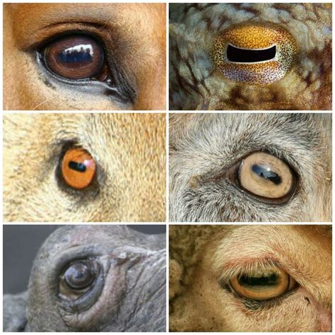 Goat Eye Color Chart