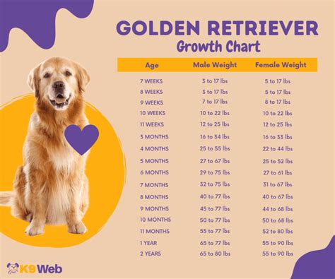 Golden Retriever Size Chart