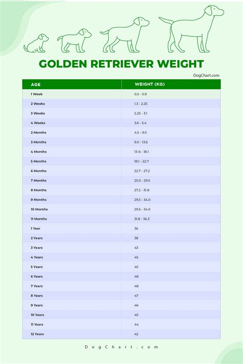 Golden Retriever Weight Chart Kg