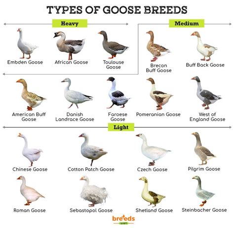 Goose Identification Chart