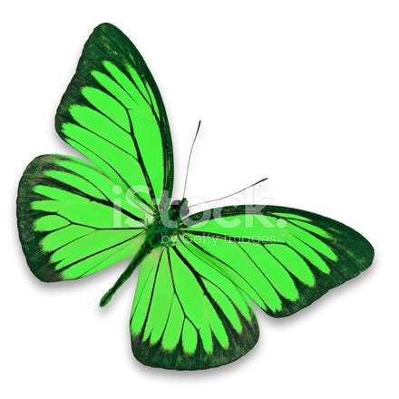 Grön fjäril: En symbol för hopp, förändring och transformation