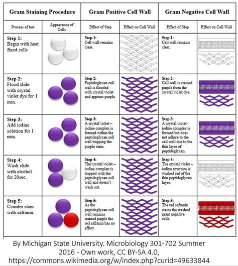 Gram Stain Bacteria Chart