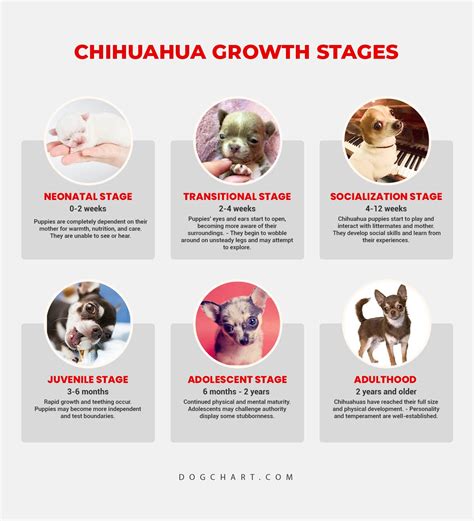 Growth Chart For Chihuahuas
