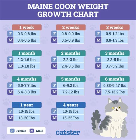 Growth Maine Coon Size Chart