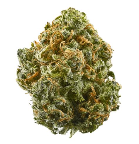 Guava Ice Strain: Your Guide to a Tropical Paradise