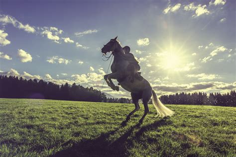 Hästar Som Stegrar: Uppnå Ditt Fulla Hästpotential