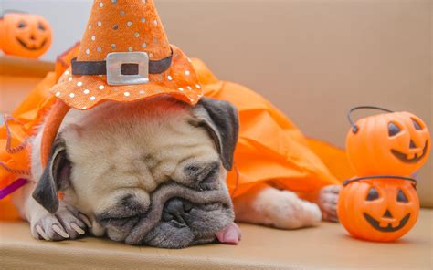 Halloween Hund: Your Ultimate Guide to a Spooky and Safe Halloween