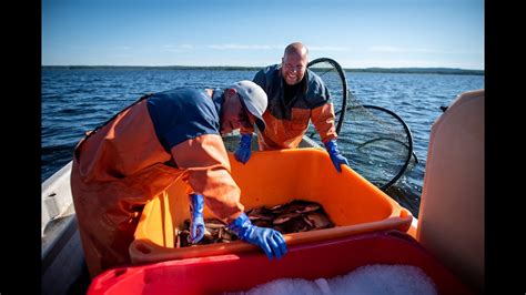 Hjälmargös: En extraodrinär fisk från Östersjön