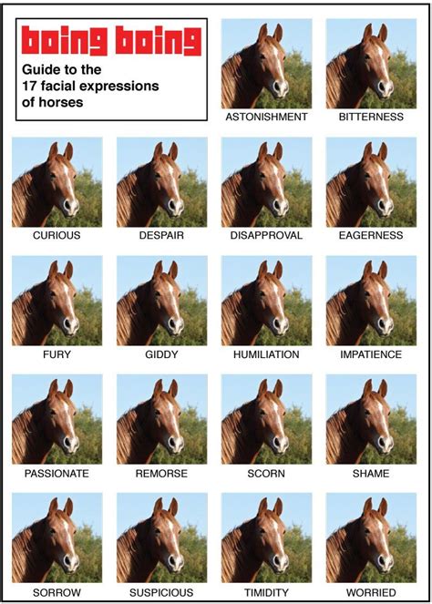 Horse Facial Expressions Chart