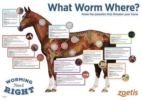 Horse Worm Identification Chart
