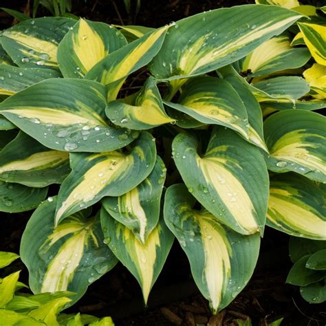 Hostas_request A Free Spring 2013 Catalog_sitelink