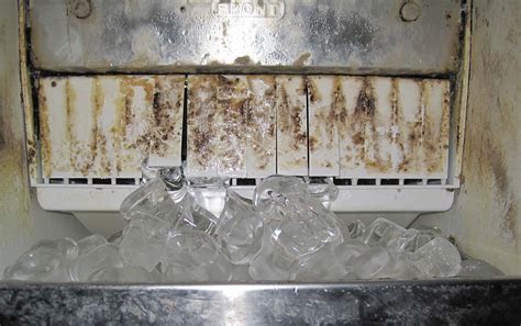 Hotel Ice Machine Bacteria: An Overlooked Health Hazard