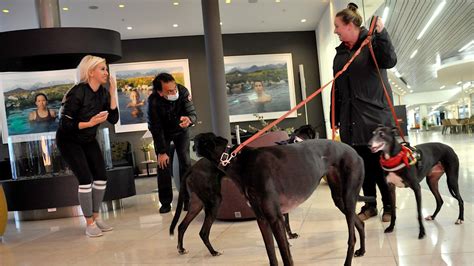 Hotell för skotträdda hundar – En fristad för våra fyrbenta vänner