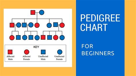 How Do You Read A Pedigree Chart