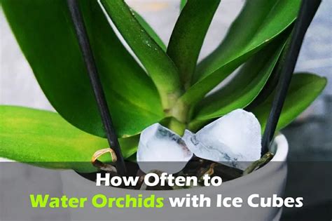 How Often Should You Water an Orchid with Ice Cubes? An Experts Guide