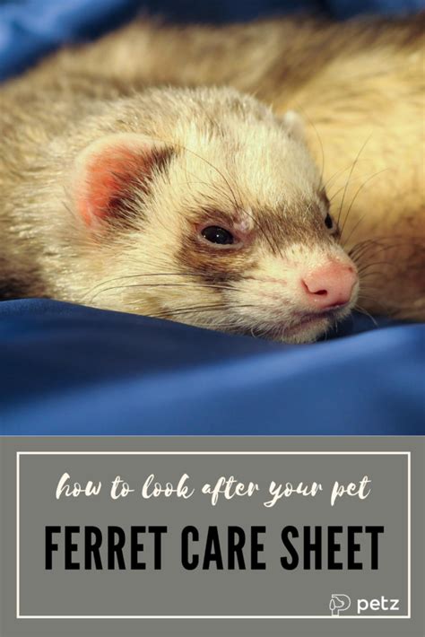 How To Care For A Ferret