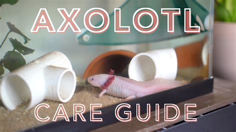How To Care For An Axolotl