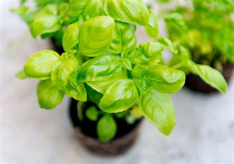 How To Care For Basil