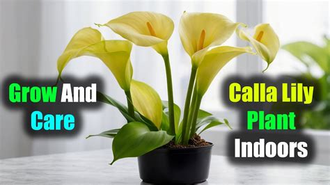 How To Care For Calla