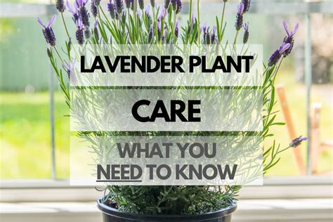 How To Care For Lavender